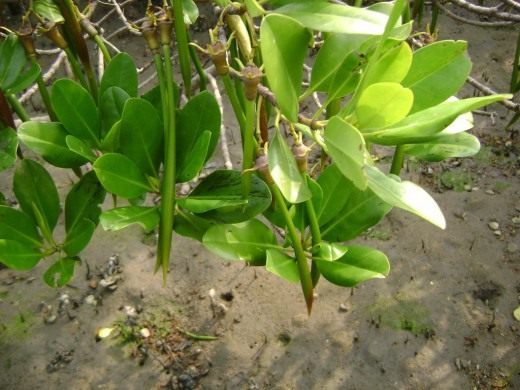 Мангры и мангровые деревья. Ризофора. Авиценния. Фото. 