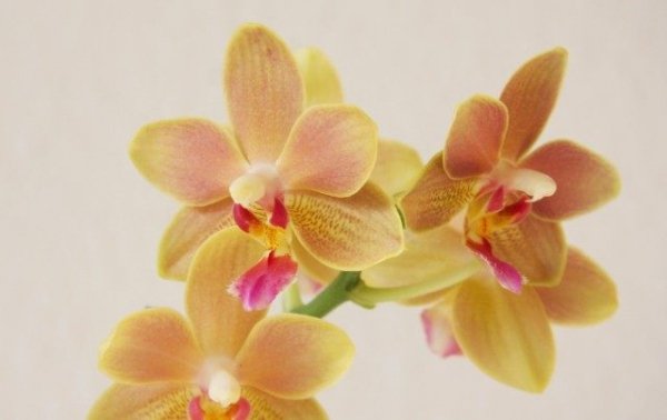 Уход за орхидеями для новичка ТОП-7 советов с фото и видео 