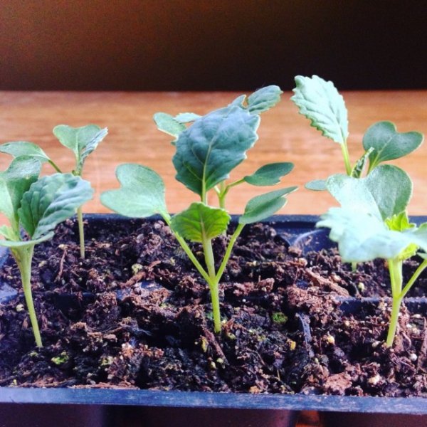 Как вырастить крупную цветную капусту на даче или в саду 