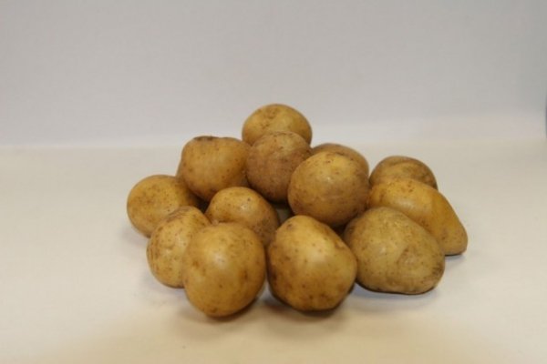 Лучшие сорта картофеля для различных регионов с фото 