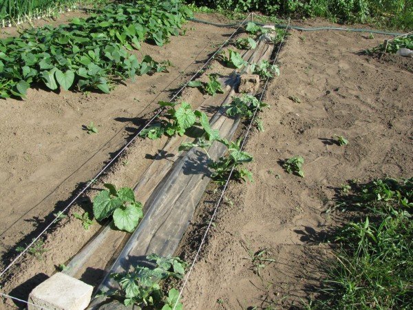 Выращивание дыни в открытом грунте (колхозница) агротехника с фото и видео 