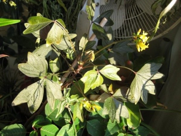 Оксалис цветок или Кислица. Уход в домашних условиях с фото и видео 