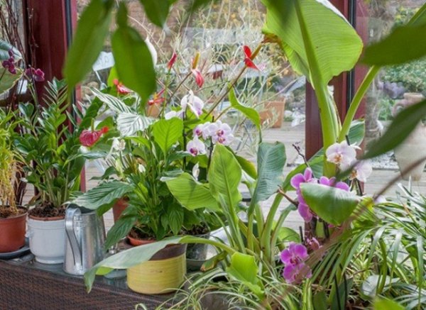 8 капризных комнатных растений, которые стоит выращивать новичкам. Список названий с фото и видео 