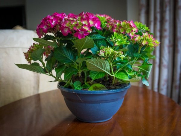 Растения с крупными соцветиями ТОП-5 с фото и описанием