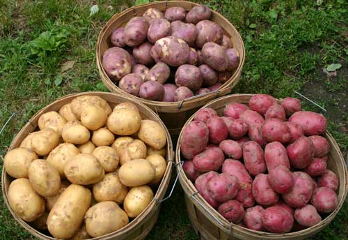 Китайский способ выращивания картофеля 