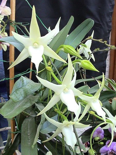 Все про орхидеи от А до Я - выращивание и уход, виды орхидеи 