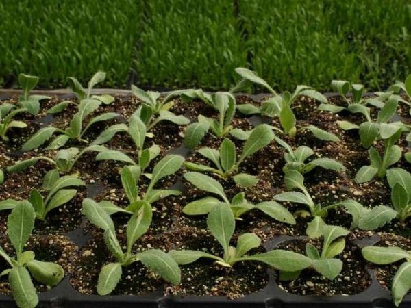 Гайлардия многолетняя травянистые растения для открытого грунта 