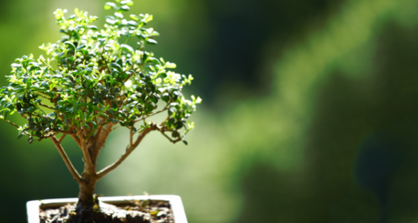 6 лучших растений для бонсай. Из чего вырастить бонсай? Список названий с фото. 