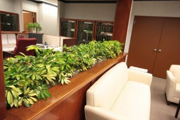 Лучшие неприхотливые растения для офиса. Список комнатных с фото и описанием 