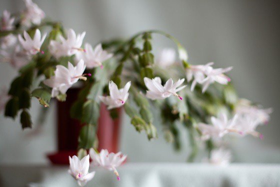 15 растений, которые цветут зимой в помещении 