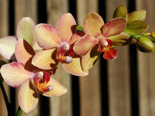 Комнатная орхидея фаленопсис – тропическая королева. 
