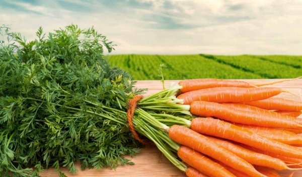 Хранение моркови в домашних условиях на зиму. 