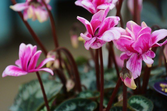 15 растений, которые цветут зимой в помещении 