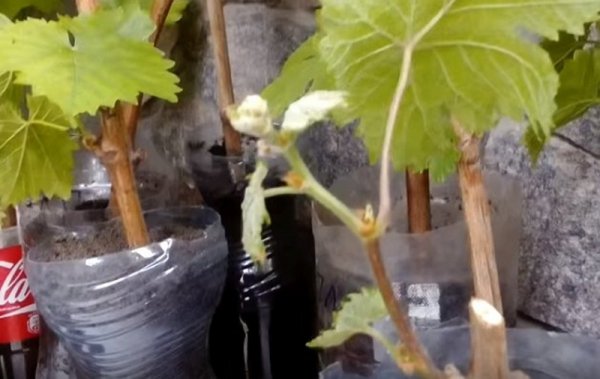 Выращивание винограда из черенков в домашних условиях и подготовка к посадке 