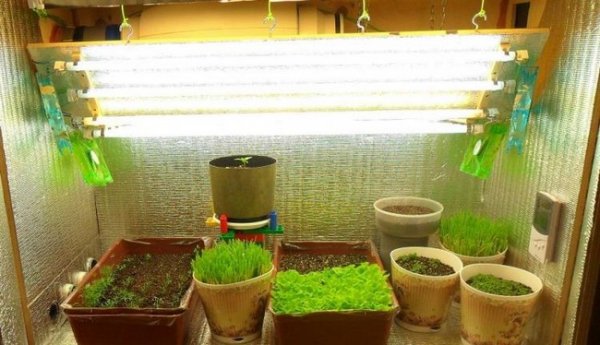 Лампы для выращивания рассады в домашних условиях 