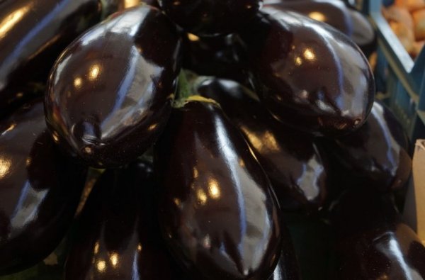 Баклажаны на рассаду – выращивание баклажанов и уход за ними в открытом грунте 