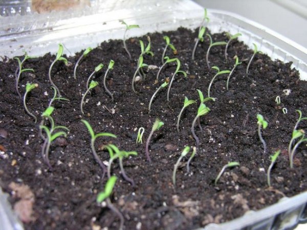 Как вырастить рассаду помидор в домашних условиях пошаговая инструкция 