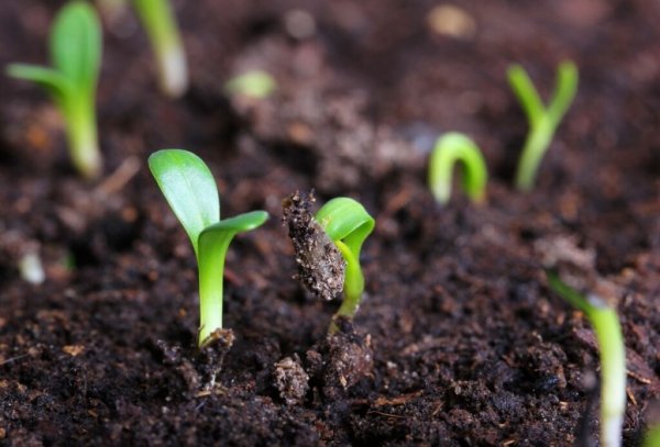 Как вырастить капусту брокколи на даче в открытом грунте? 