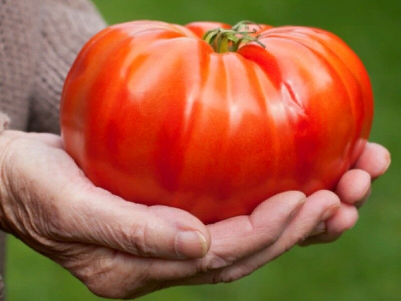Лучшие сорта томатов помидоров для теплицы из поликарбоната 