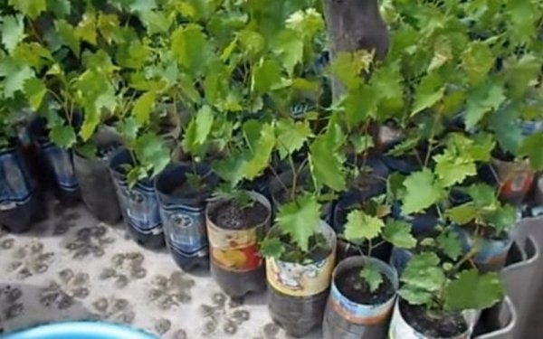 Как вырастить виноград из косточки в домашних условиях. Выращивание в горшке 