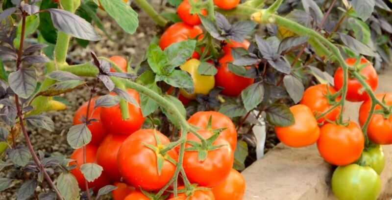 Лучшие сорта томатов помидоров для теплицы из поликарбоната 
