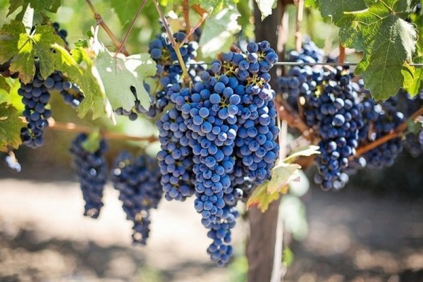Выращивание винограда в Подмосковье и в средней полосе. 