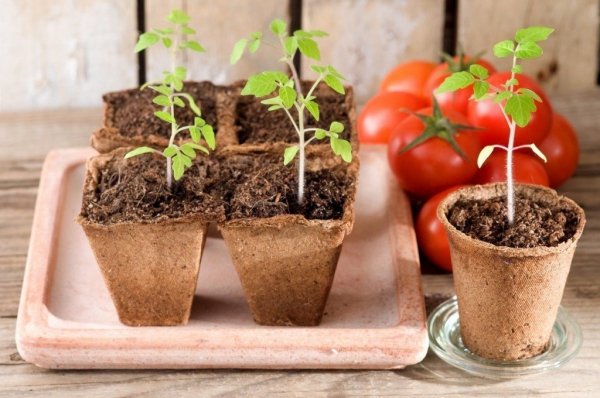 Как вырастить рассаду помидор в домашних условиях пошаговая инструкция
