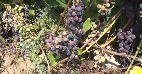 Когда и как высаживать черенки винограда на рассаду дома 