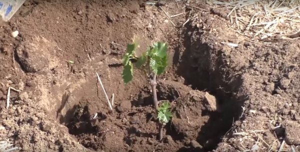Когда и как высаживать черенки винограда на рассаду дома 