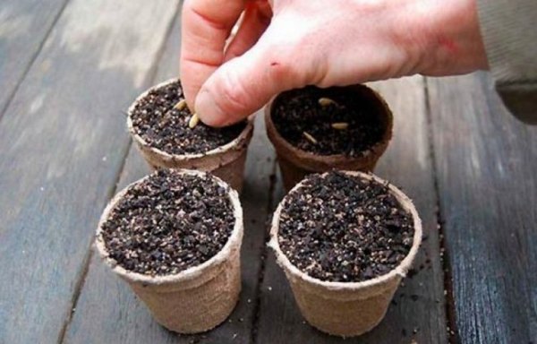 Как вырастить рассаду огурцов в домашних условиях пошаговая инструкция 