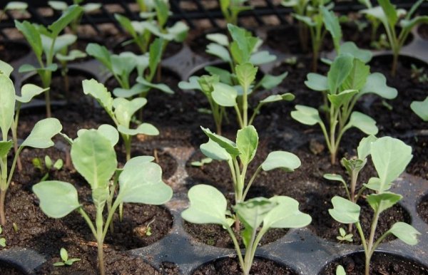 Как вырастить капусту на даче? Выращивание капусты в открытом грунте 