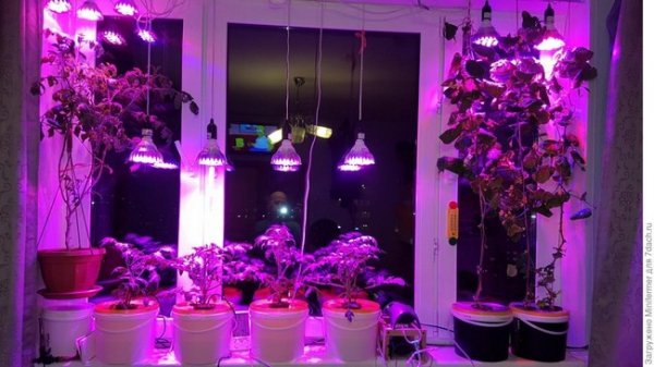 Лампы для выращивания рассады в домашних условиях 