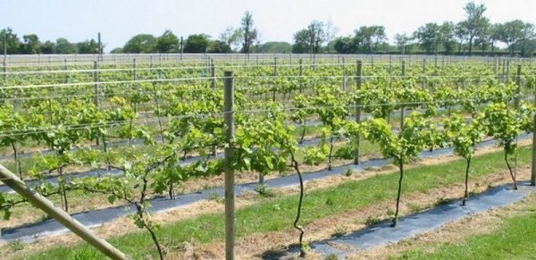 Выращивание винограда в Подмосковье и в средней полосе - правила и способы 