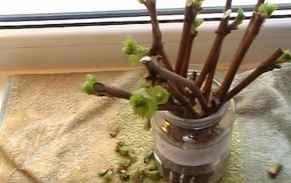 Как вырастить виноград из чубуков в домашних условиях?