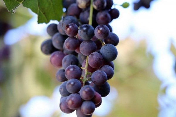 Выращивание винограда в Подмосковье и в средней полосе - правила и способы 