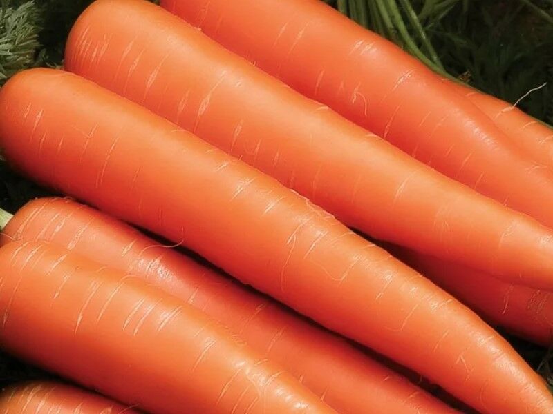 Когда и как правильно сажать сеять морковь по Лунному календарю в 2019 году. Посадка и уход в открытом грунте 