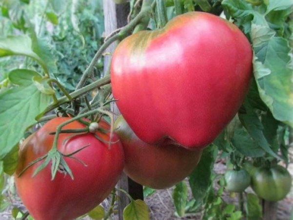 Крупные помидоры для теплиц из поликарбоната лучшие сорта