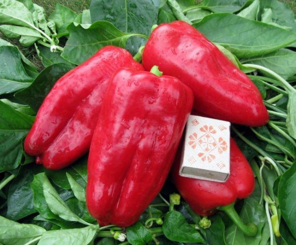 Семена перца болгарского лучшие сорта для теплицы и открытого грунта 