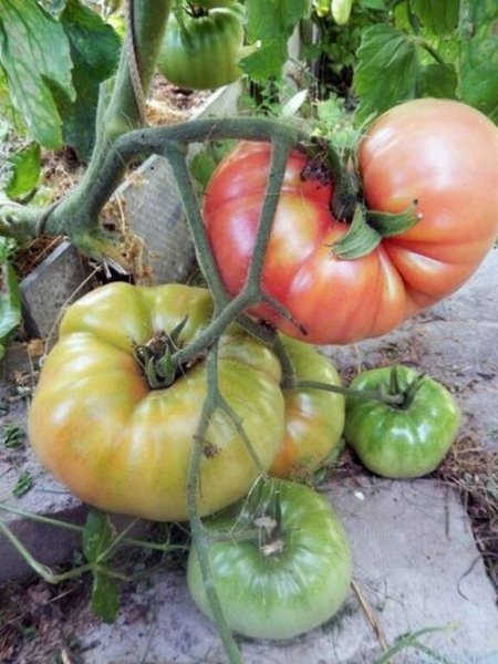 Крупные помидоры для теплиц из поликарбоната лучшие сорта 