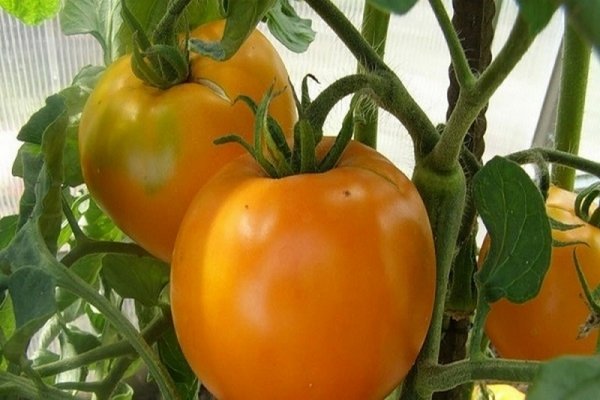 Крупные помидоры для теплиц из поликарбоната лучшие сорта 