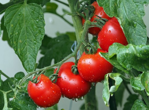 Как пасынковать помидоры в открытом грунте и теплице. 