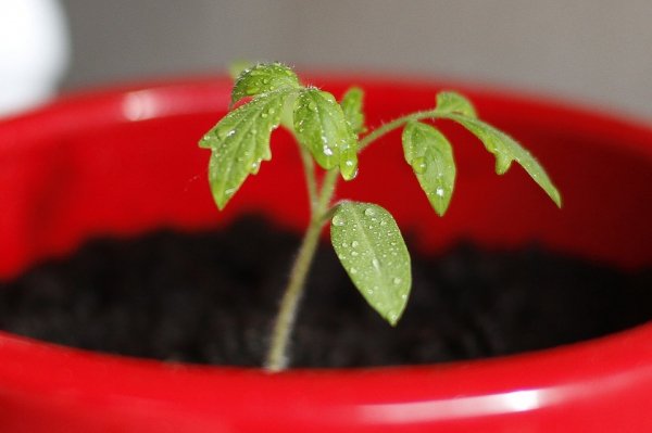 Как пасынковать помидоры в открытом грунте 
