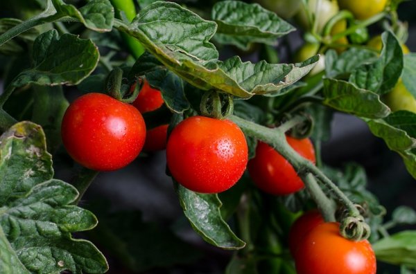 Низкорослые помидоры для открытого грунта без пасынкования 