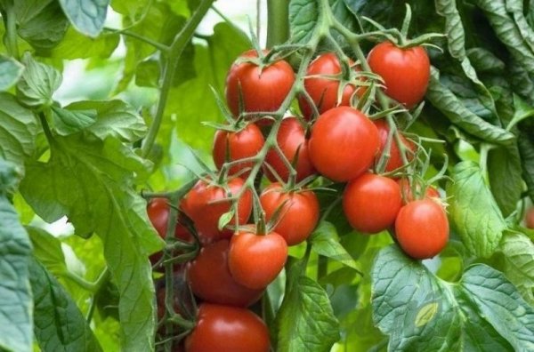 Посадка и уход за помидорами в теплице. Выращивание томатов в теплице от А до Я