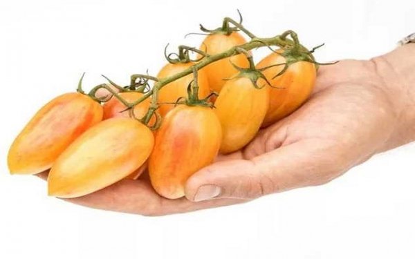 Семена томатов фирмы Партнер. Каталог помидор с описанием 