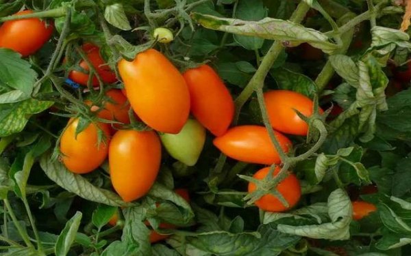 Сорта помидор сибирской селекции с фото и описанием 