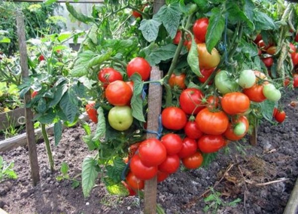 Суперранние помидоры для теплиц из поликарбоната лучшие сорта 