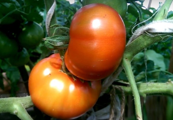 Низкорослые помидоры для открытого грунта без пасынкования 