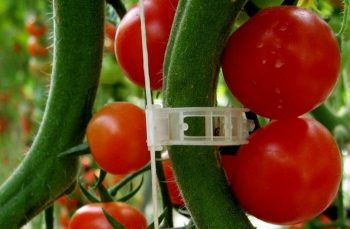 Как подвязывать помидоры в открытом грунте правильно? 