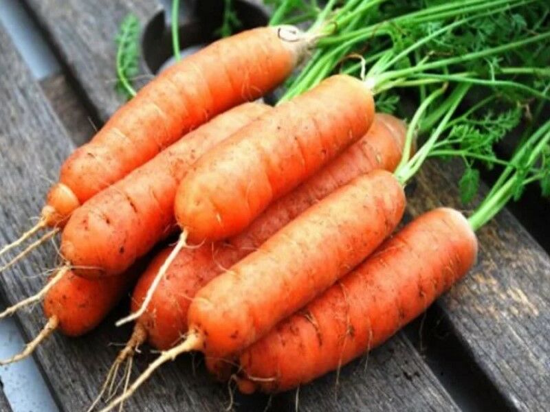 Лучшие сорта моркови. 